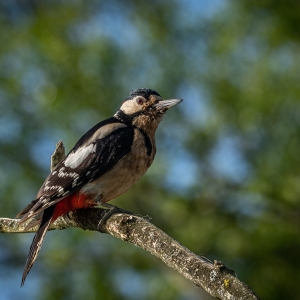 Redwell   27 05 2020   D500   Les 158.jpg